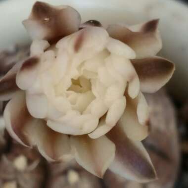 Gymnocalycium ragonesei