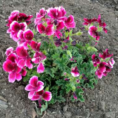 Pelargonium x domesticum