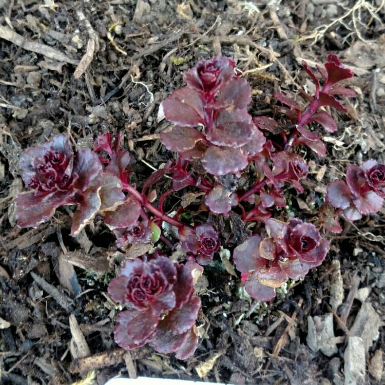 Plant image Sedum Spurium 'Voodoo'