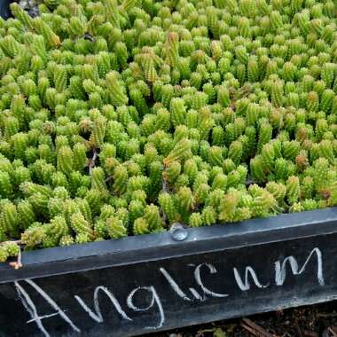 Sedum Anglicum