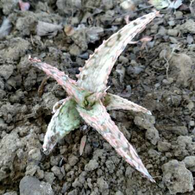 Aloe hybrid 'Pink Blush'