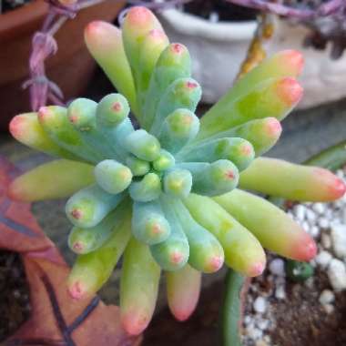 Sedum pachyphyllum