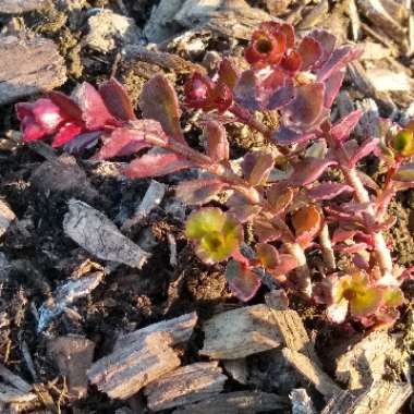 Sedum Spurium 'Red Carpet'