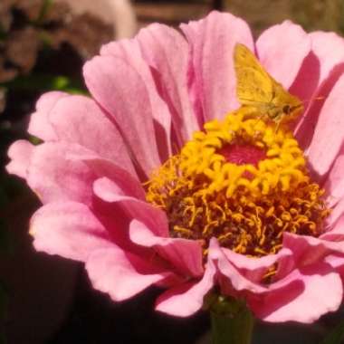 Zinnia elegans