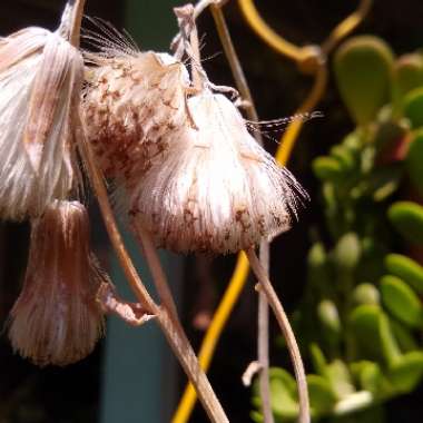 Senecio jacobsenii