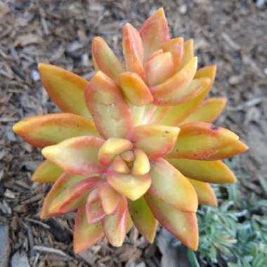 Sedum Adolphi