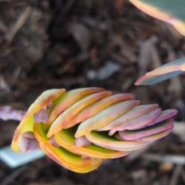 Kalanchoe marnieriana