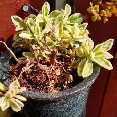 Plectranthus madagascariensis