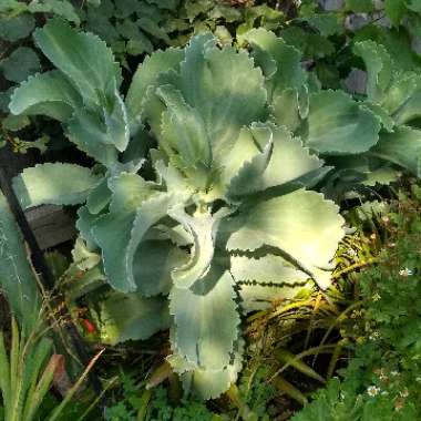 Kalanchoe 'Marmorata'