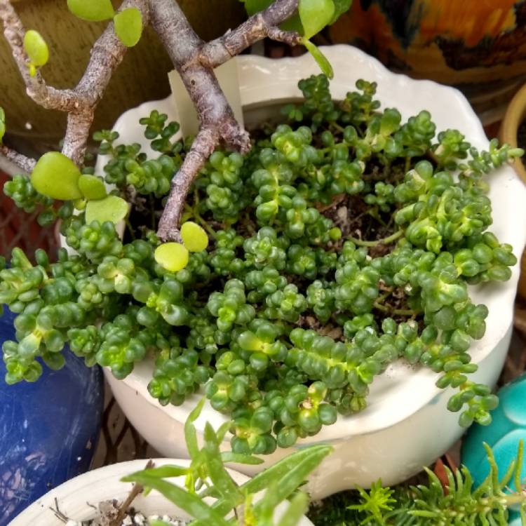 Plant image Sedum Divergens