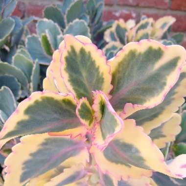 Kalanchoe fedtschenkoi 'Variegata'