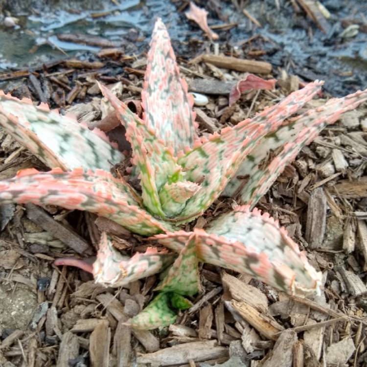 Plant image Aloe hybrid 'Pink Blush'