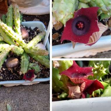 Huernia Schneideriana