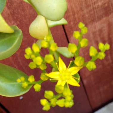 Sedum Dendroideum