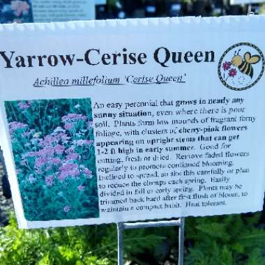 Achillea Millefolium 'Cerise Queen' syn. Achillea Millefolium 'Cherry Queen'