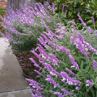 Salvia leucantha