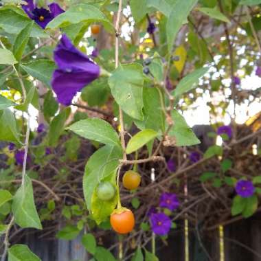 Solanum rantonnetii