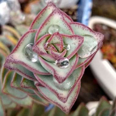 Crassula Perforata 'Giant Box'