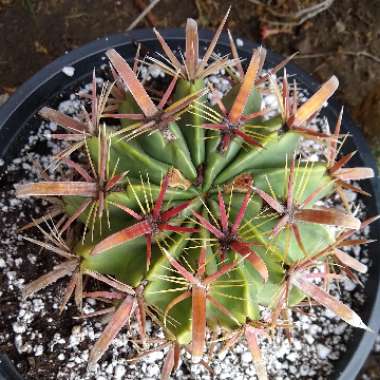 Ferocactus latispinus