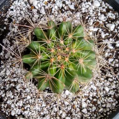 Ferocactus wislizeni