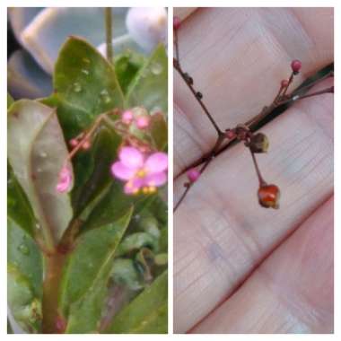 Talinum Paniculatum