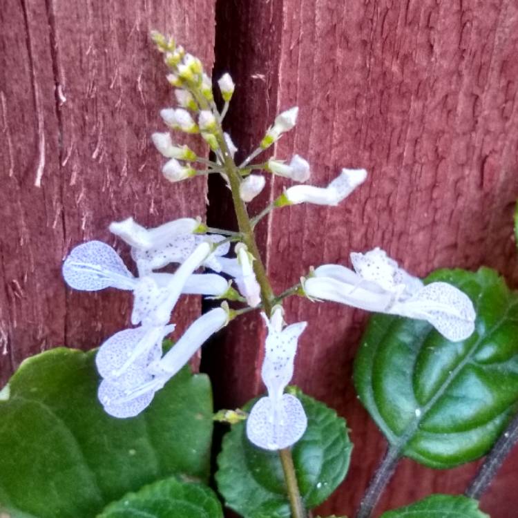 Plant image Plectranthus verticillatus