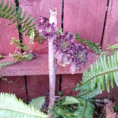 Aeonium Arboreum Atropurpureum