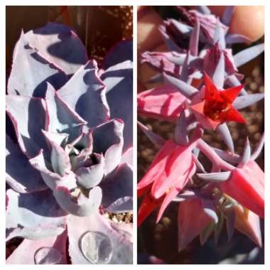 Echeveria Afterglow