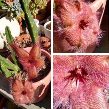 Stapelia hirsuta