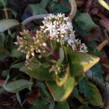 Crassula lactea