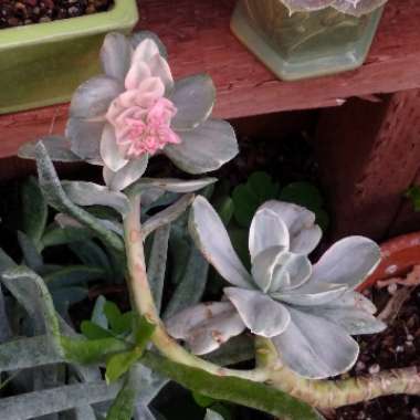 Echeveria Decora