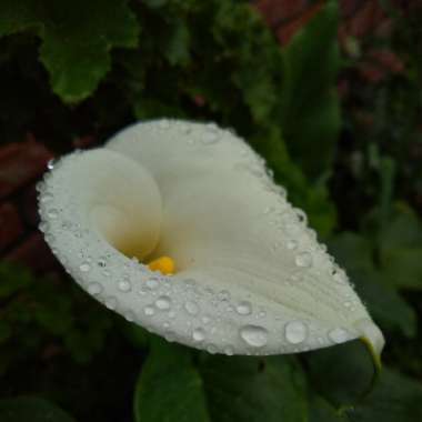 Zantedeschia 'White Giant'