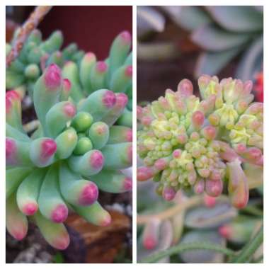 Sedum pachyphyllum