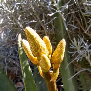 Aloe 'Blue Elf'