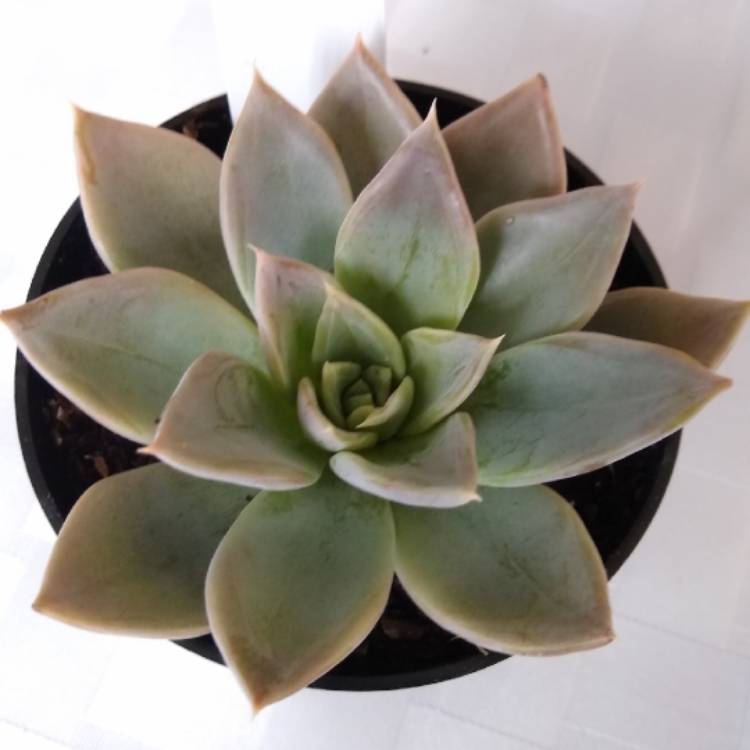 Plant image Echeveria Silver Queen