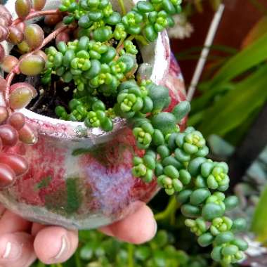 Sedum Divergens