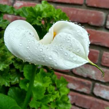 Zantedeschia 'White Giant'