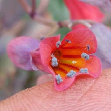 Kalanchoe Laxiflora