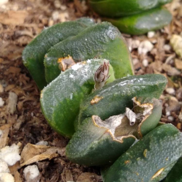 Plant image Haworthia truncata 'Lime Green'