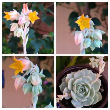 Echeveria Lola