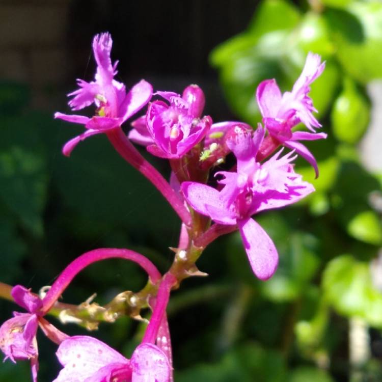 Plant image Epidendrum Secundum