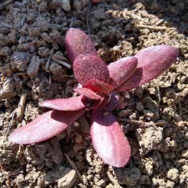 Crassula clavata