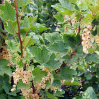 Ribes Rubrum 'White Grape'