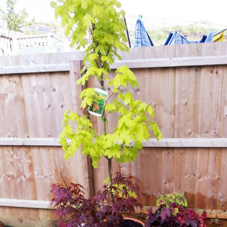 Plant image Acer platanoides