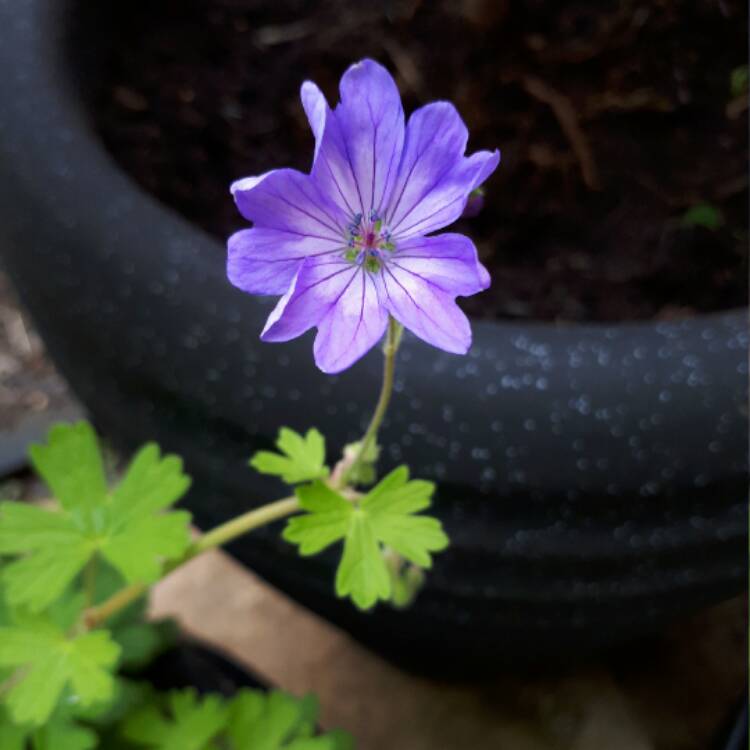 Plant image Geranium wallichianum 'Noorthava' syn. Geranium wallichianum 'Havana Blues'