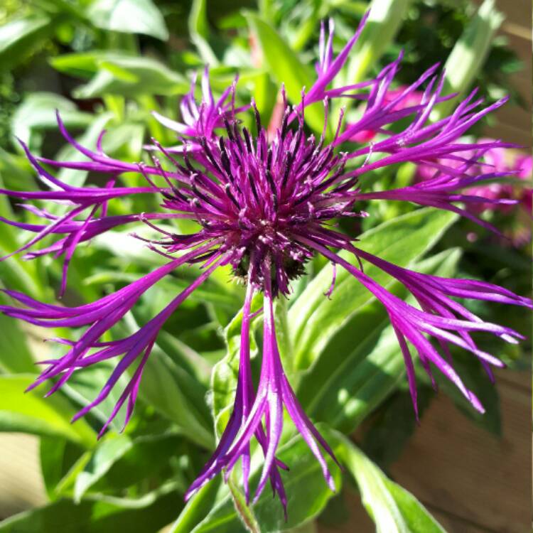 Plant image Centaurea montana 'Amethyst Dream'