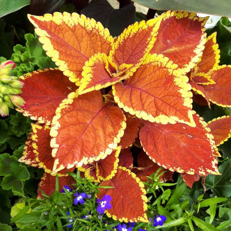 Plant image Plectranthus scutellarioides 'Versa Crimson Gold'