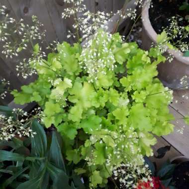 Heuchera 'Lime Marmalade'