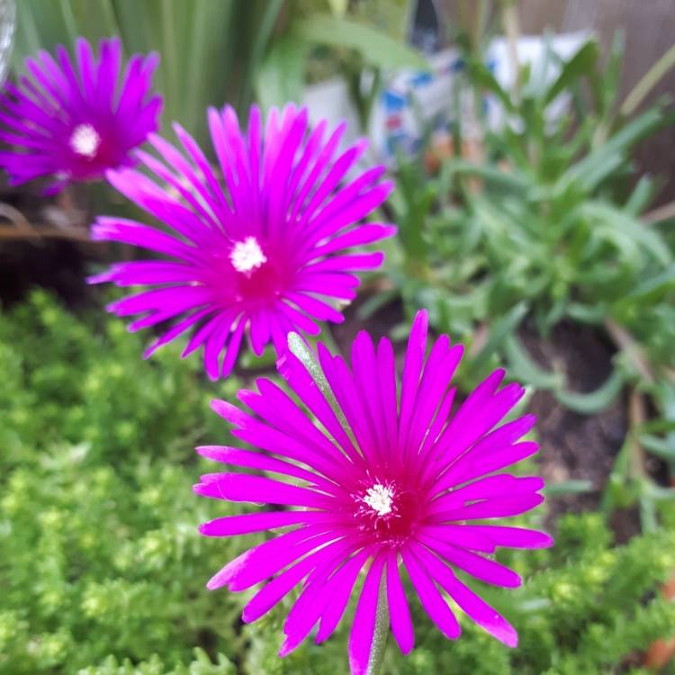 Plant image Delosperma