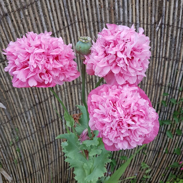 Plant image Papaver paeoniflorum 'Prom Puff'